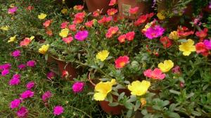 Purslane - Portulaca annual flower - Orange, Yellow, Purple, Red bloom varieties